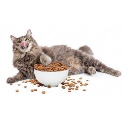 貓糧 Cat Dry Food