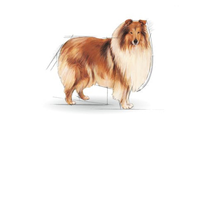 Royal Canin 法國皇家 - Light Weight Care 大型犬體重控制配方 12kg
