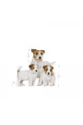 Royal Canin 法國皇家 - Starter 授乳母犬及小型初生犬配方 3kg